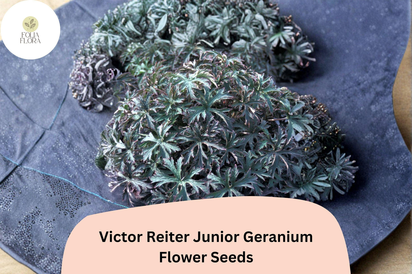 25+ Victor Reiter Junior Geranium Seeds | Hardy Perennial Cranesbill | Green Blooms for Garden Borders and Beds