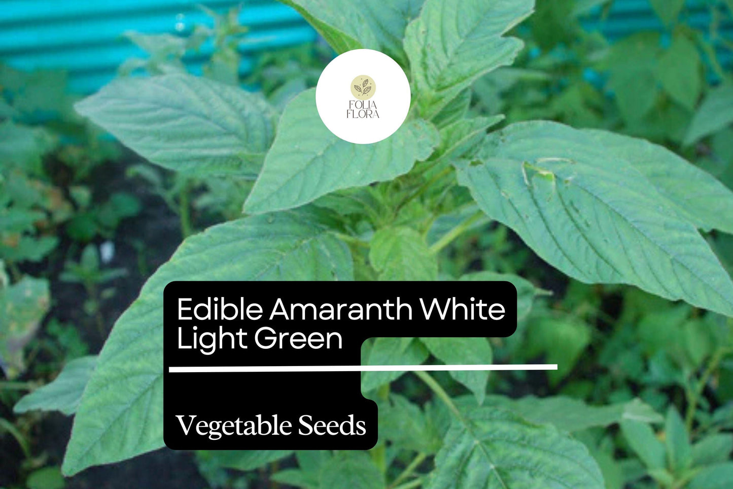 500mg Edible Amaranth Seeds Amaranthus tricolor White Light Green Leaf for Planting | Nutritious Heirloom Vegetable Microgreens