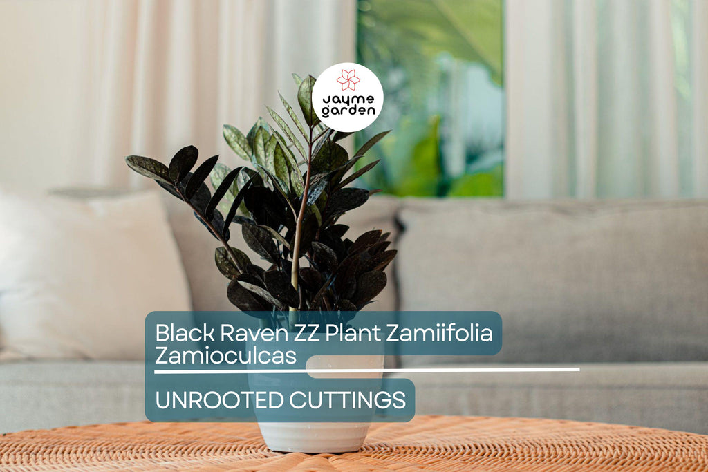 Black Raven ZZ Plant Cutting | Zamiifolia Zamioculcas | 2 Node Fresh Cutting | Pet Safe, Indoor Plant |