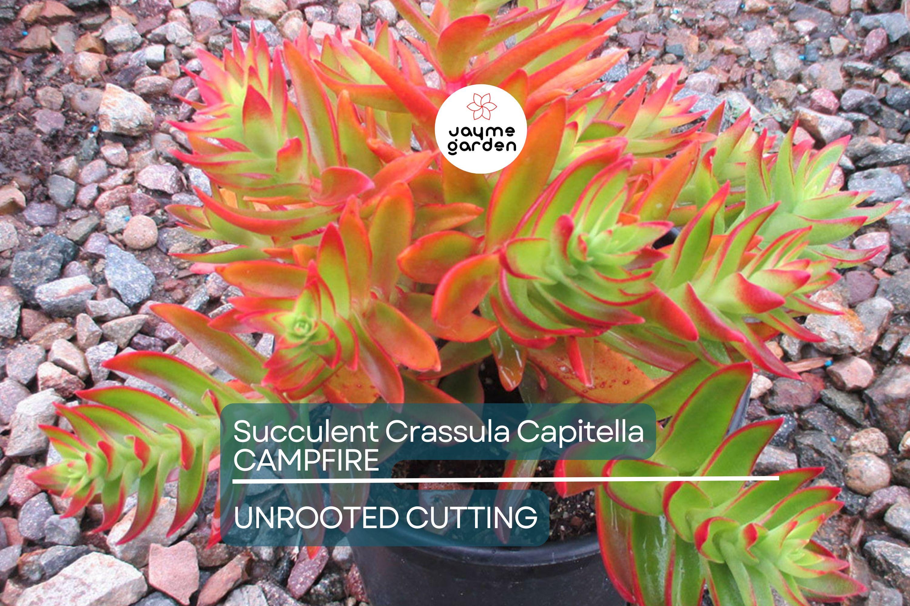 Crassula Campfire Cuttings - 3 Live 2" Unrooted Cuttings, Red Foliage, Perfect for Succulent Gardens, USDA Zones 9-11