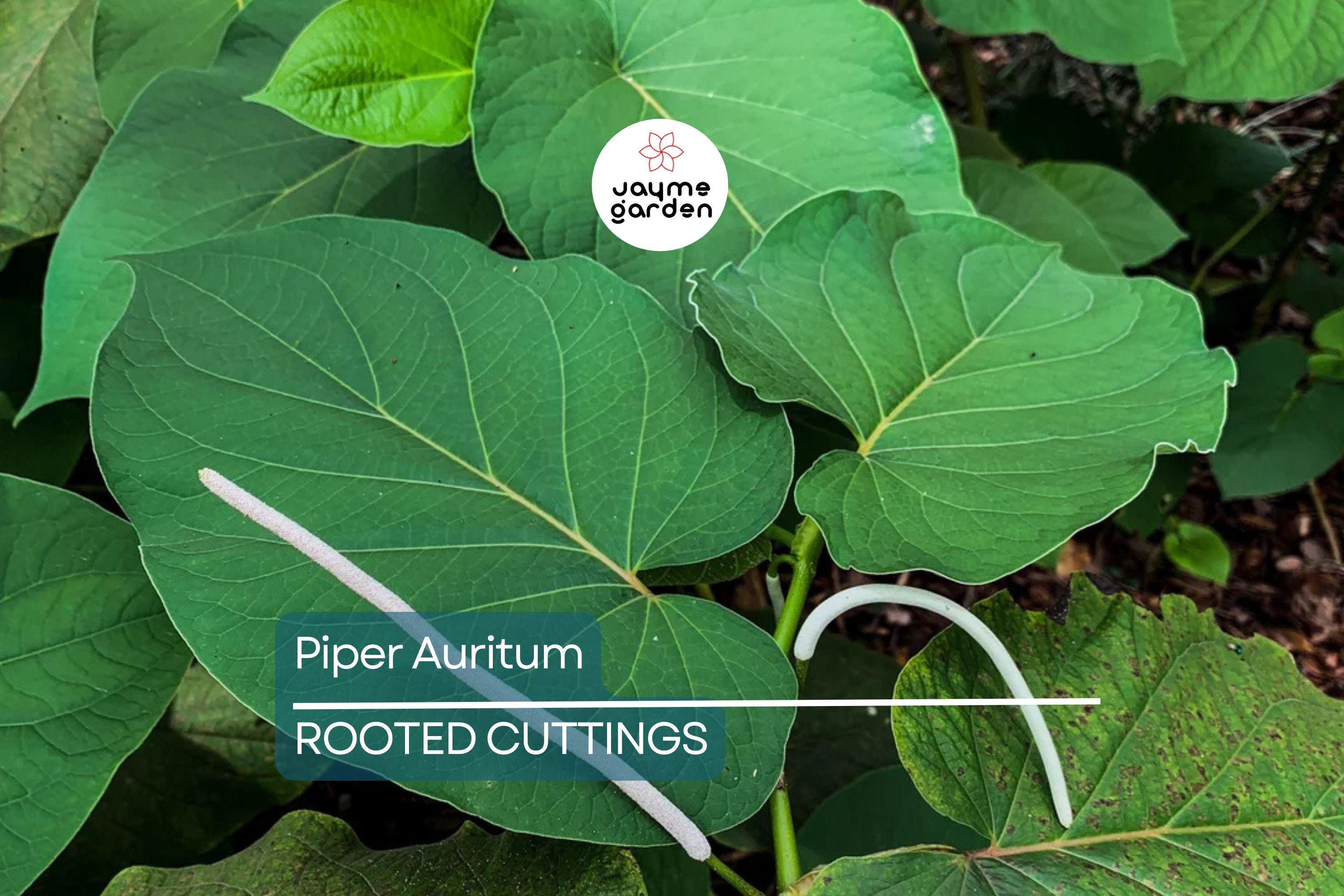 2 Piper Auritum Root Beer Plants (Hoja Santa) - Edible Mexican Pepperleaf, Ornamental