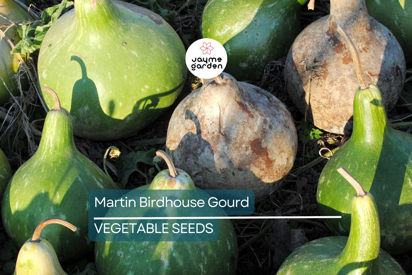 50 Martin Birdhouse Gourd Seeds – Heirloom Non-GMO | Crafting & Birdhouses | Full Sun | Free Shipping