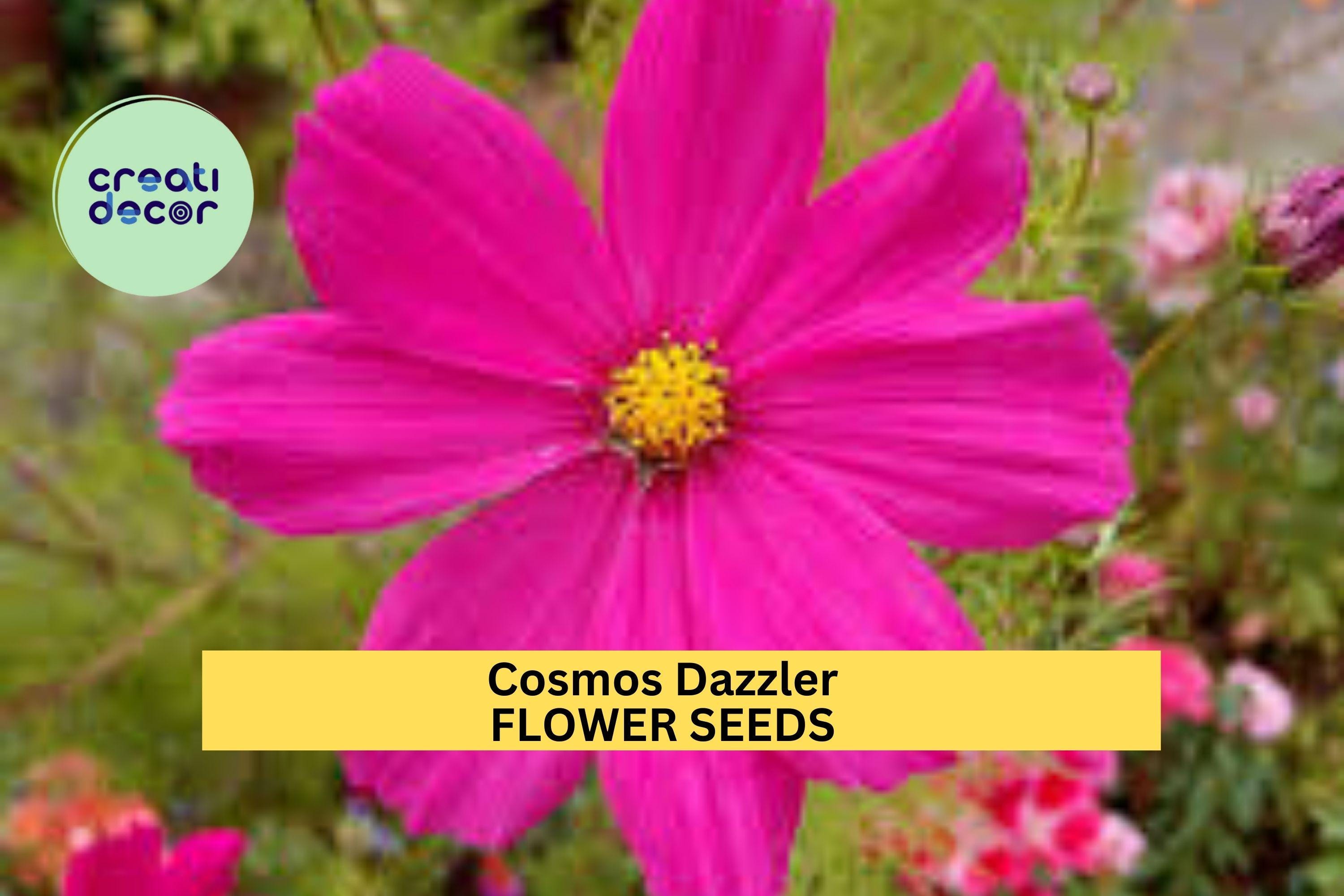3pcs of 1g Cosmos Dazzler Seeds – Deep Rose-Red Blooms for Cottage Gardens, Pollinator Beds, or Summer Flower Borders Seeds for Planting