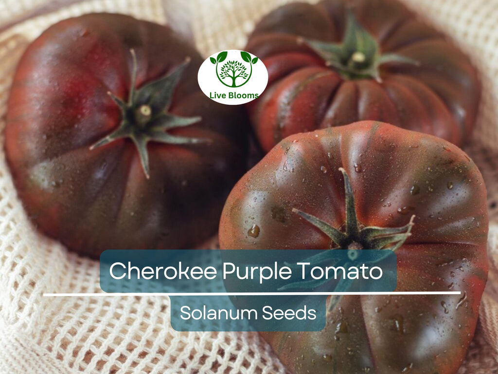 60 Cherokee Purple Tomato Seeds – Heirloom Beefsteak, Solanum lycopersicum, Non-GMO, Indeterminate, Rich Flavor, Garden Favorite