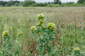 Roundhead Bush Clover – Lespedeza capitata, Native Prairie Perennial | Nitrogen-Fixing Legume (30 Seeds)