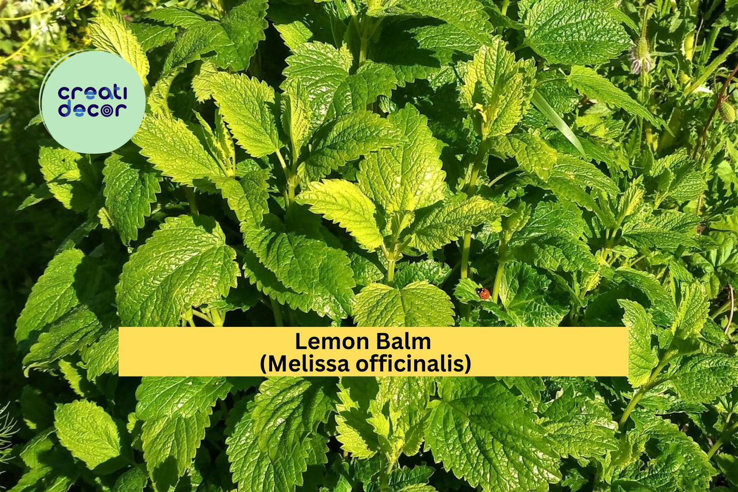 Lemon Balm Seeds Melissa officinalis 100 Count Aromatic Garden Herb Plant Seeds Culinary Herb Garden
