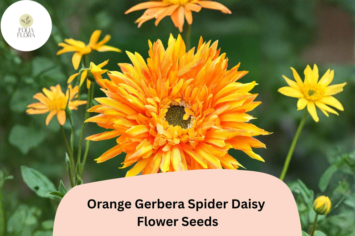 50+ Orange Gerbera Spider Daisy Seeds | Gerbera jamesonii | Unique Petal Shape | Bright Garden Flowers
