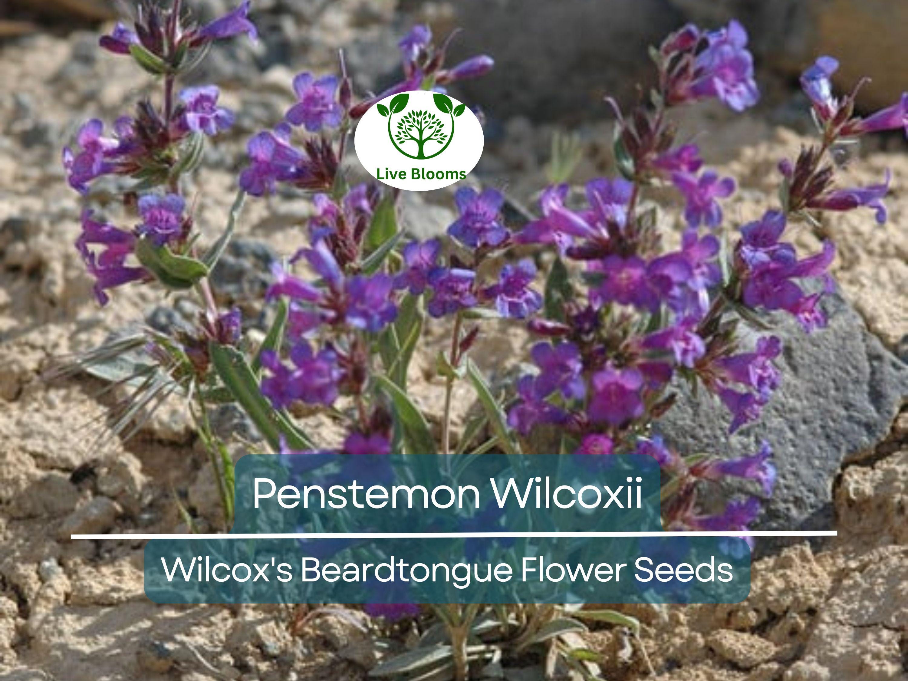100 mg Seeds Penstemon Wilcoxii (Wilcox's Beardtongue) for Planting | Native Wildflower for Pollinator-Friendly and Low-Maintenance Gardens