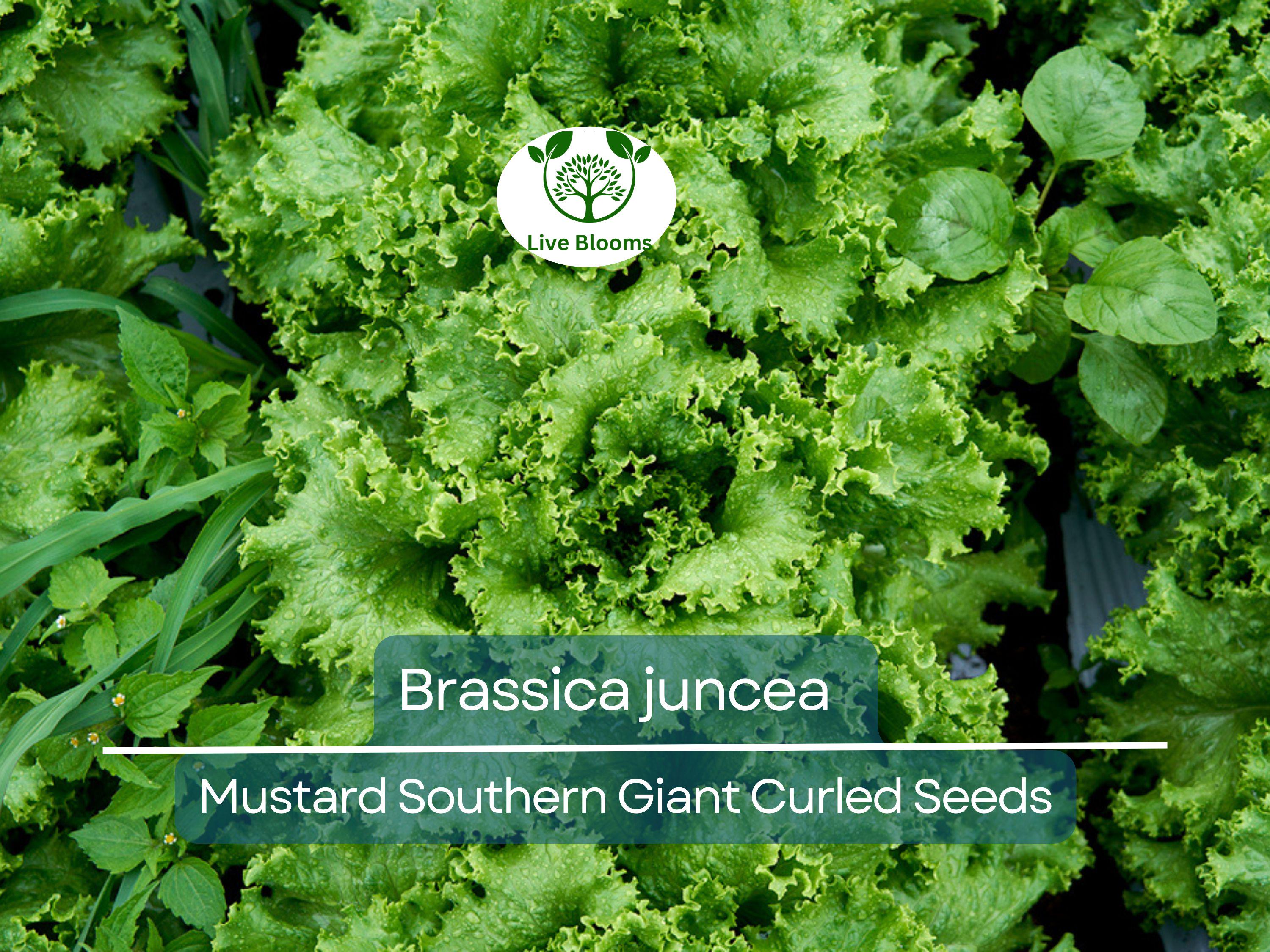 500 Seeds Mustard Southern Giant Curled for Planting (Brassica juncea) - Hearty, Curled Mustard Greens for Home Gardens, Fast-Growing