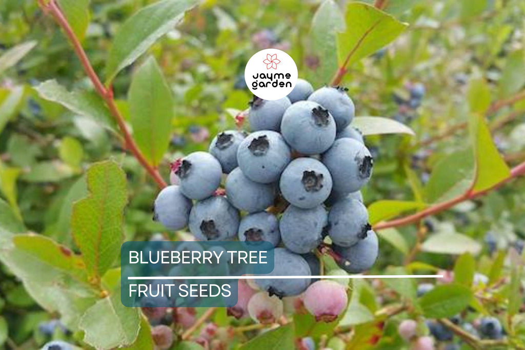 50 Southern Highbush Blueberry Seeds (Vaccinium corymbosum) - Cold Hardy Fruit Tree, Zone 5-10
