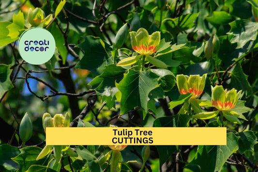 6+ Tulip Tree Cuttings – Liriodendron tulipifera | Tulip Poplar Unrooted Stems for Propagation | Ornamental Shade Tree for Landscapes