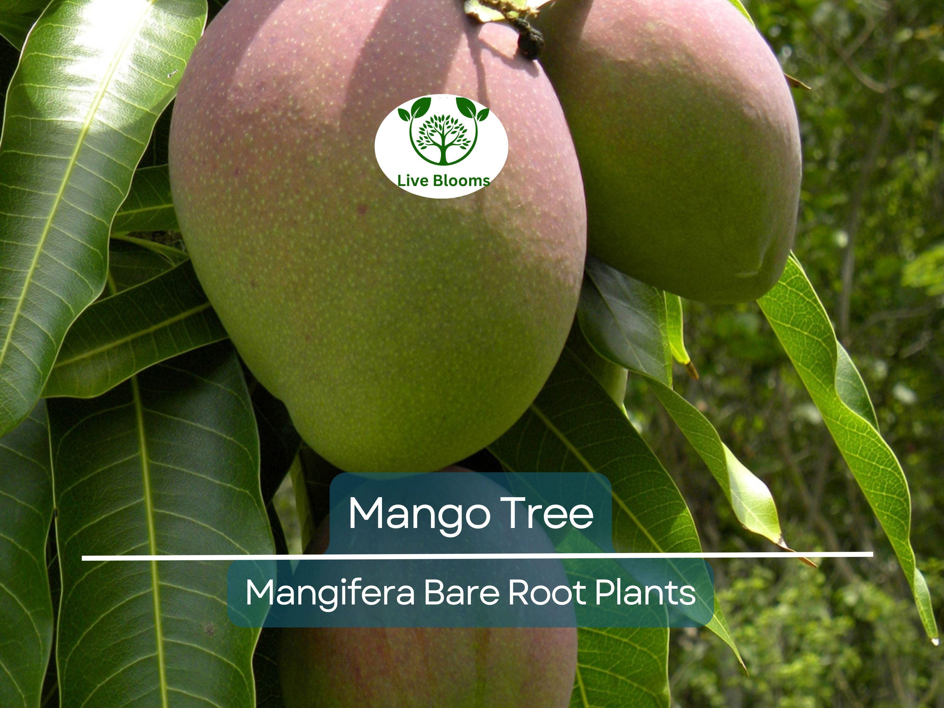 1 Mango Tree – Live Tropical Fruit Plant 6–9” Seedling – Bare Root Mango Tree for Container or Garden – Mangifera indica