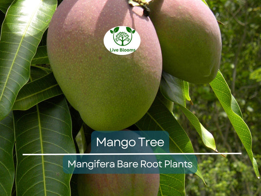 1 Mango Tree – Live Tropical Fruit Plant 6–9” Seedling – Bare Root Mango Tree for Container or Garden – Mangifera indica