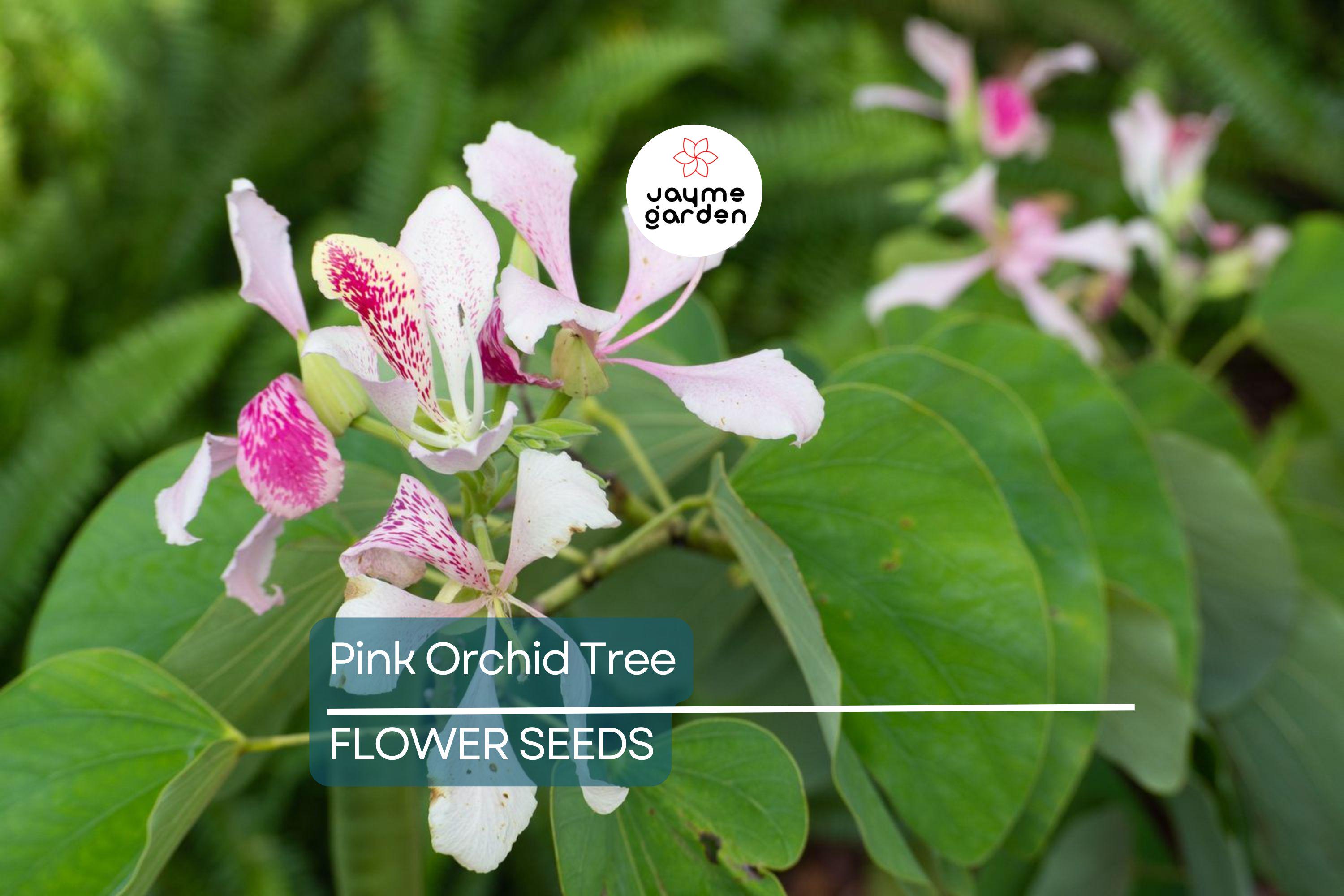 20 Pink Orchid Tree Seeds - Bauhinia monandra, Tropical Butterfly Flower, Rare, Zones 10-12, Attracts Bees & Butterflies, Fast Growing