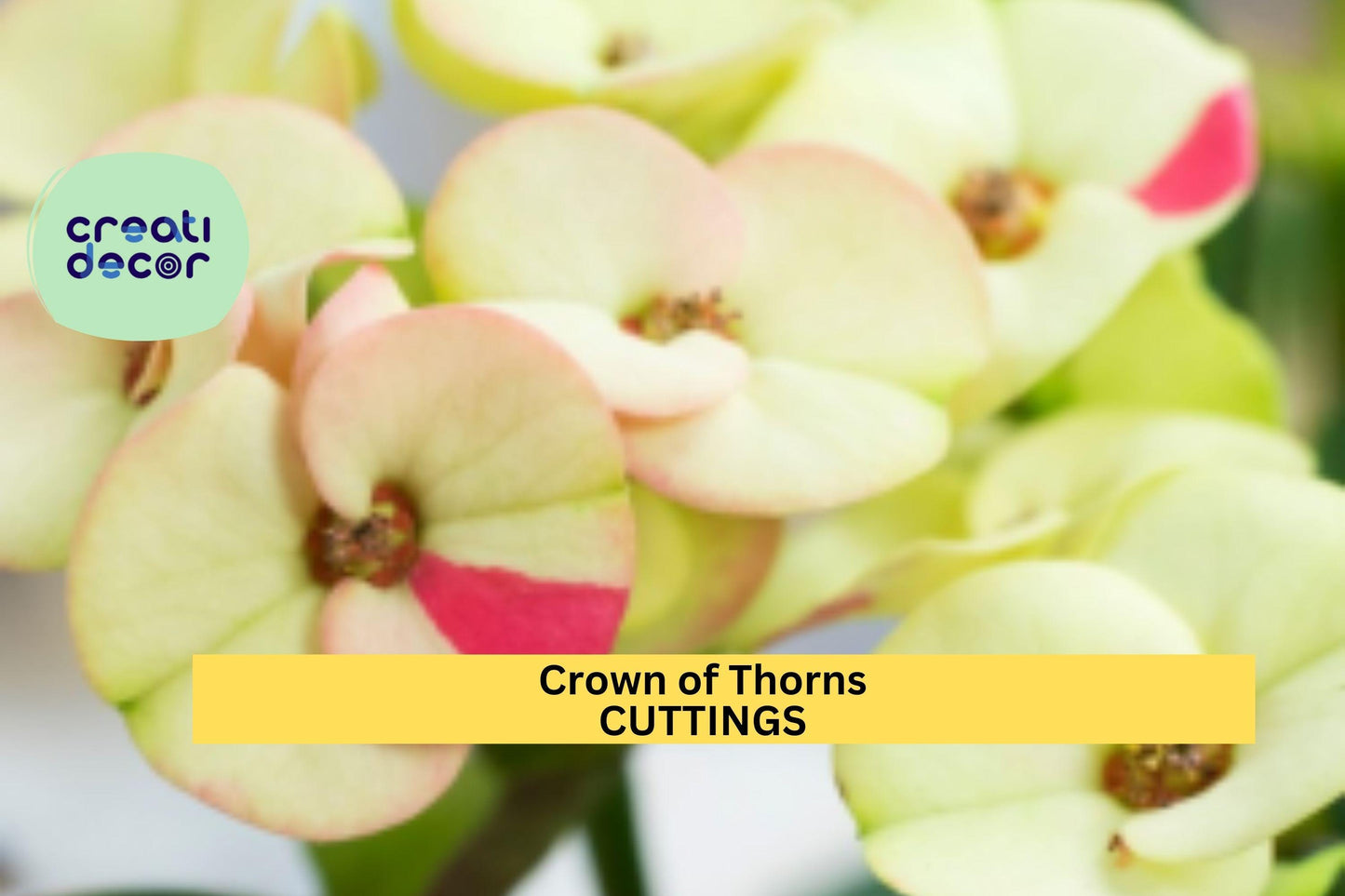 1 Thai Hybrid Crown of Thorns 'Chloe' | Euphorbia milii Rooted Cutting | Rare Bloom Variety | Indoor Flowering Succulent