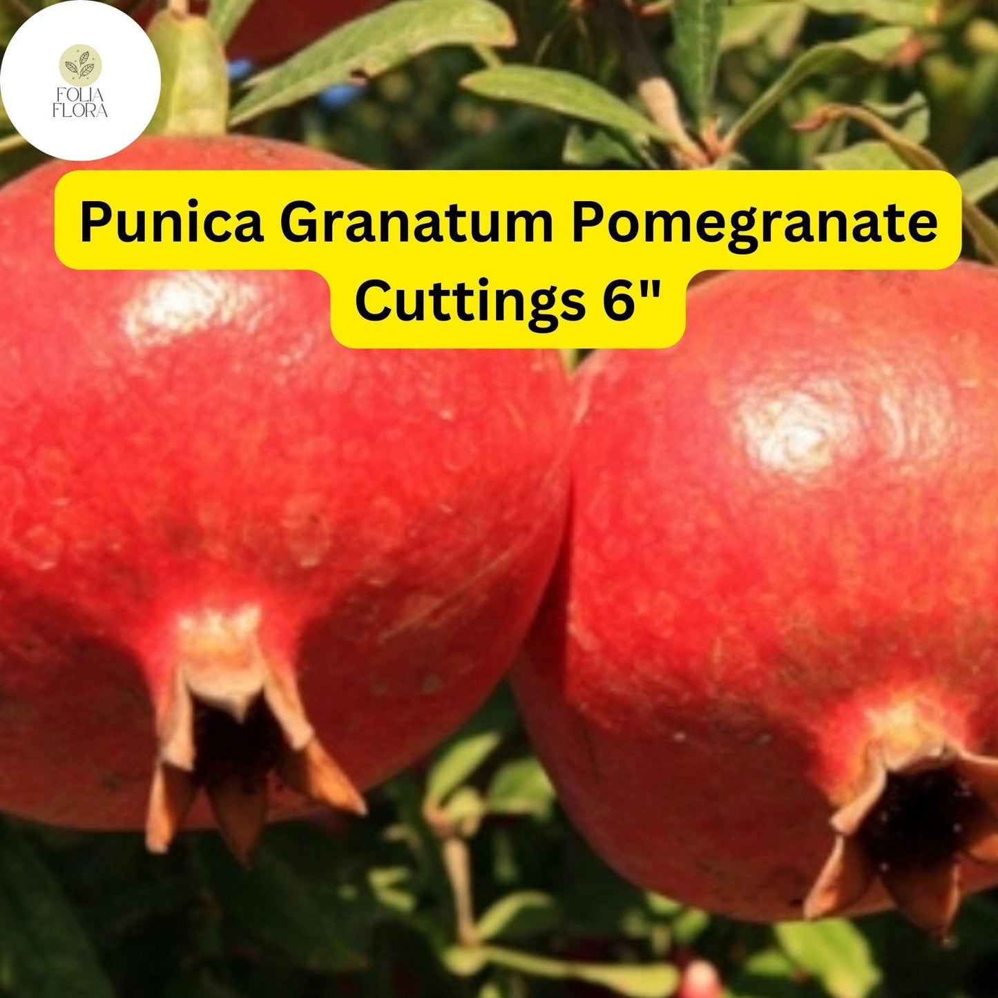 Punica Granatum Pomegranate | 7 Live 6” Fruit Tree Cuttings | Fast-Growing, Hardy, Sweet Red Fruits, Drought-Tolerant, Easy-Care