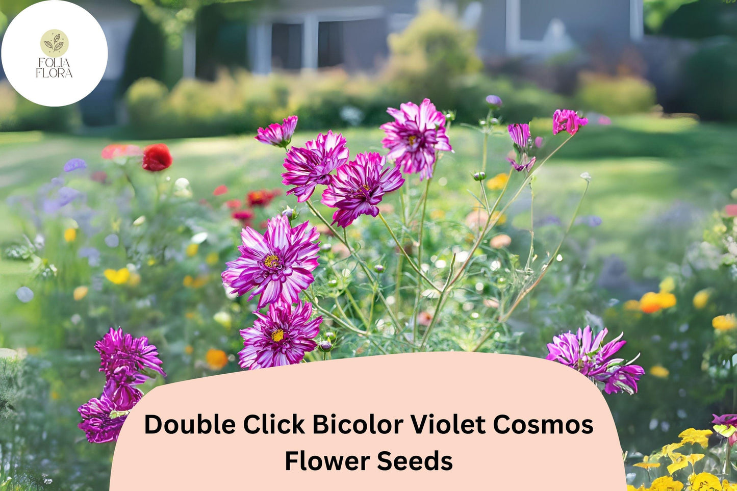 200+ Double Click Bicolor Violet Cosmos Seeds | Cosmos Bipinnatus Purple White Double Flower Seeds