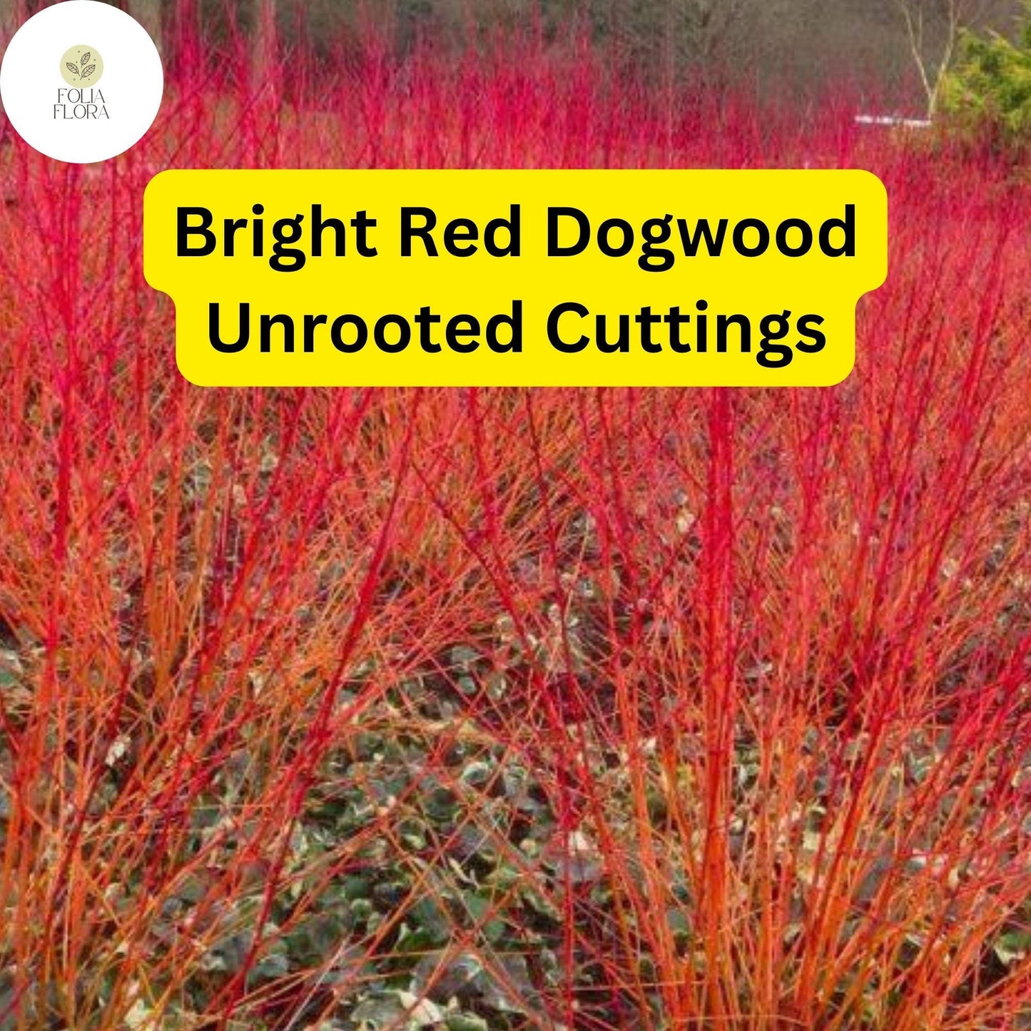 Bright Red Dogwood Unrooted Cuttings, Cornus sericea, Hardy Shrub with Vibrant Red Stems