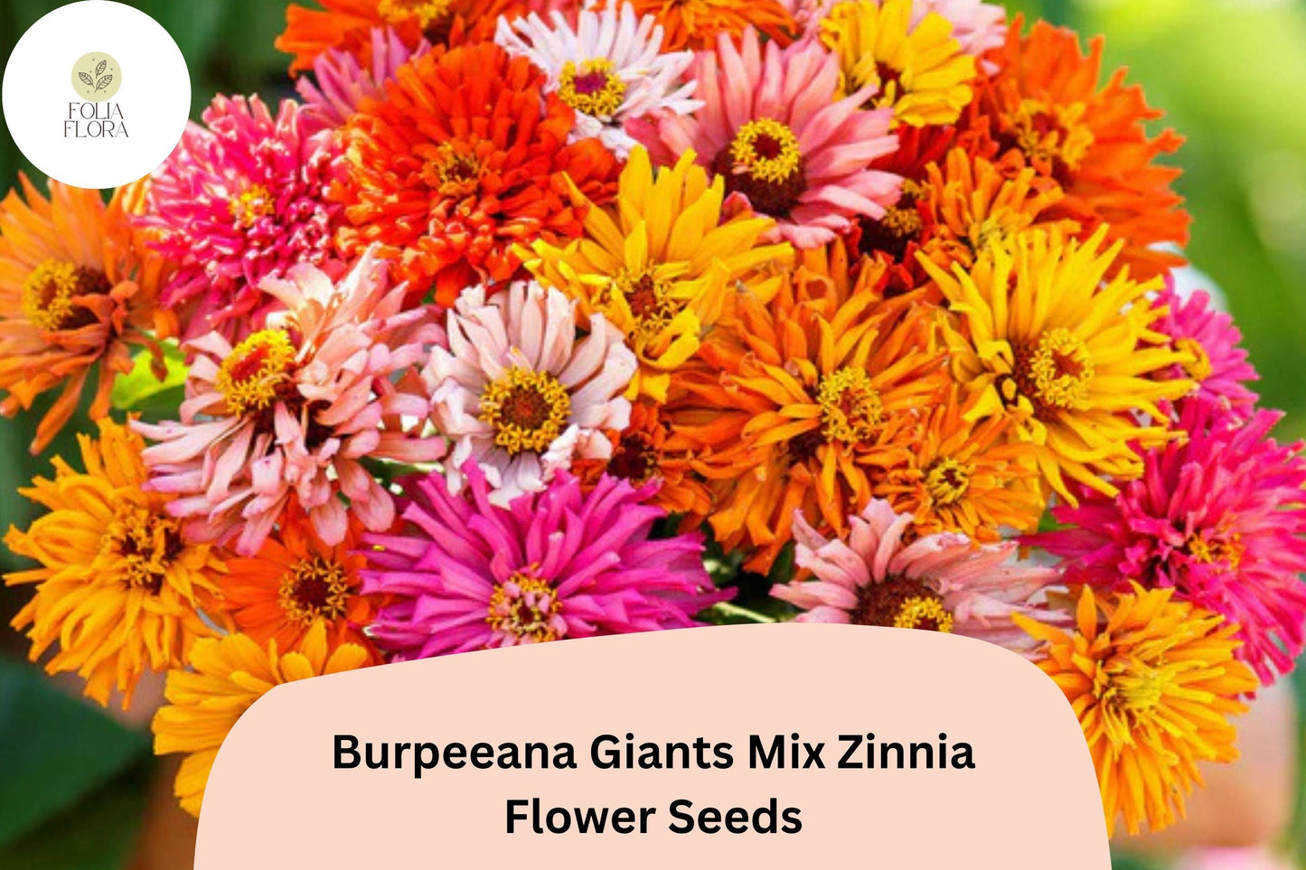 100+ Burpeeana Giants Mix Zinnia Seeds – Tall Heirloom Blooms for Cutting & Summer Gardens