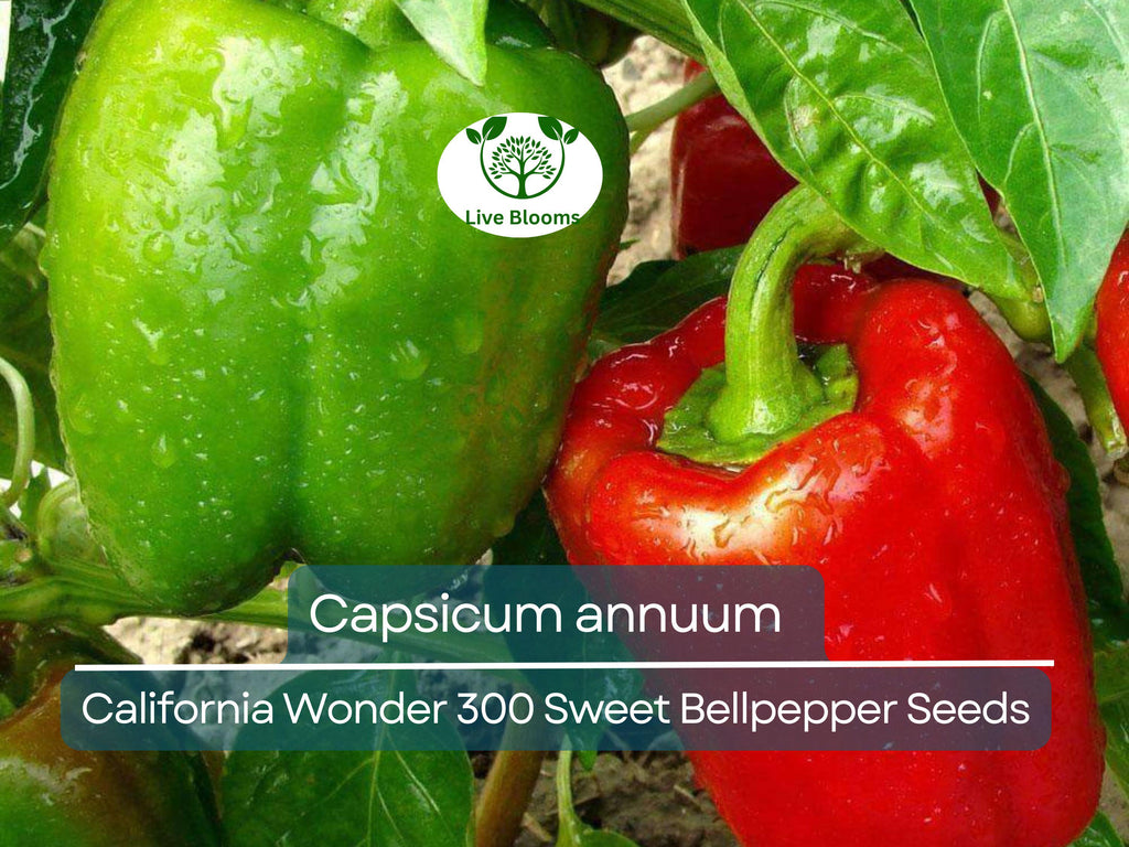 30 Seeds California Wonder 300 Sweet Bellpepper – Capsicum annuum | Heirloom Bell Peppers for Planting & Fresh Garden Harvests