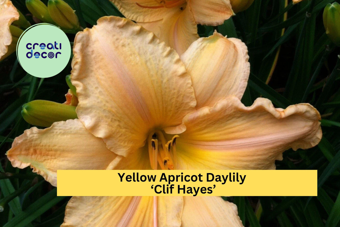 Yellow Apricot Daylily ‘Clif Hayes’ | Live Bare Root Perennial Plant | Large 7.5" Summer Blooms
