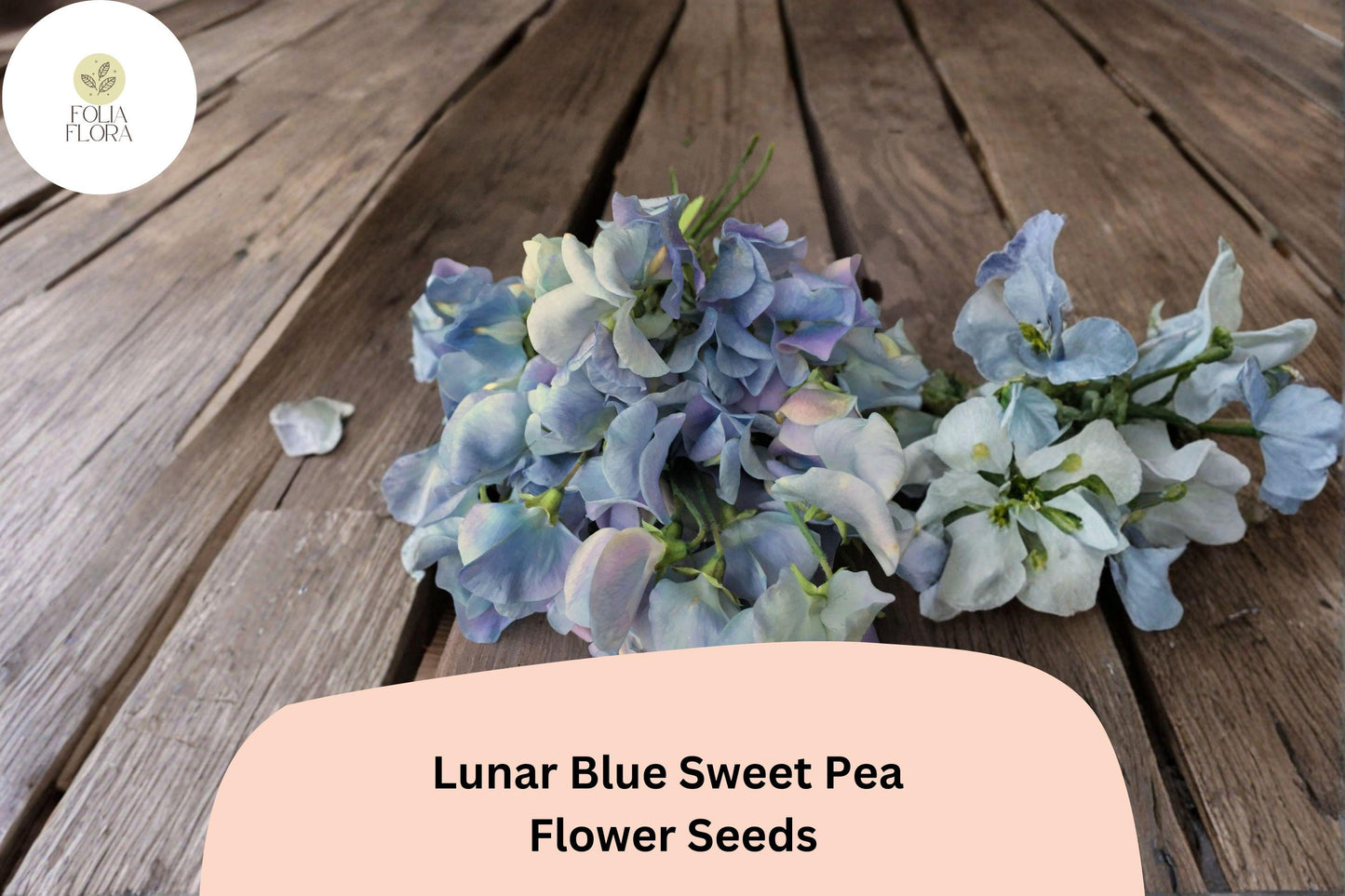 Lunar Blue Sweet Pea Seeds | Lathyrus odoratus Vine Blue Flowers Garden Planting (50+ Seeds)