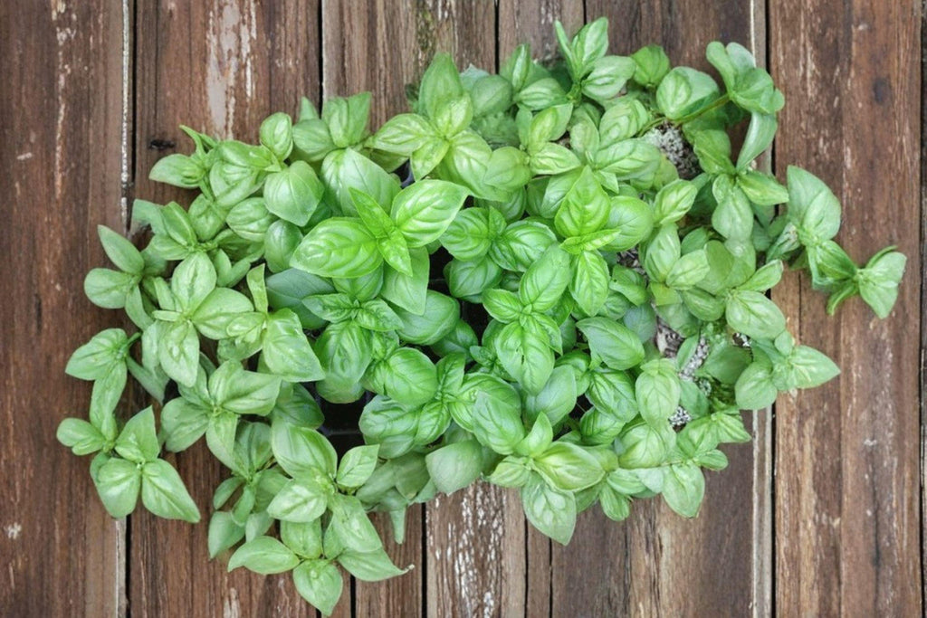Basil – Genovese 700 Seeds | Classic Italian Basil | Large Aromatic Leaves | Perfect for Pesto