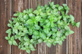 Basil – Genovese 700 Seeds | Classic Italian Basil | Large Aromatic Leaves | Perfect for Pesto