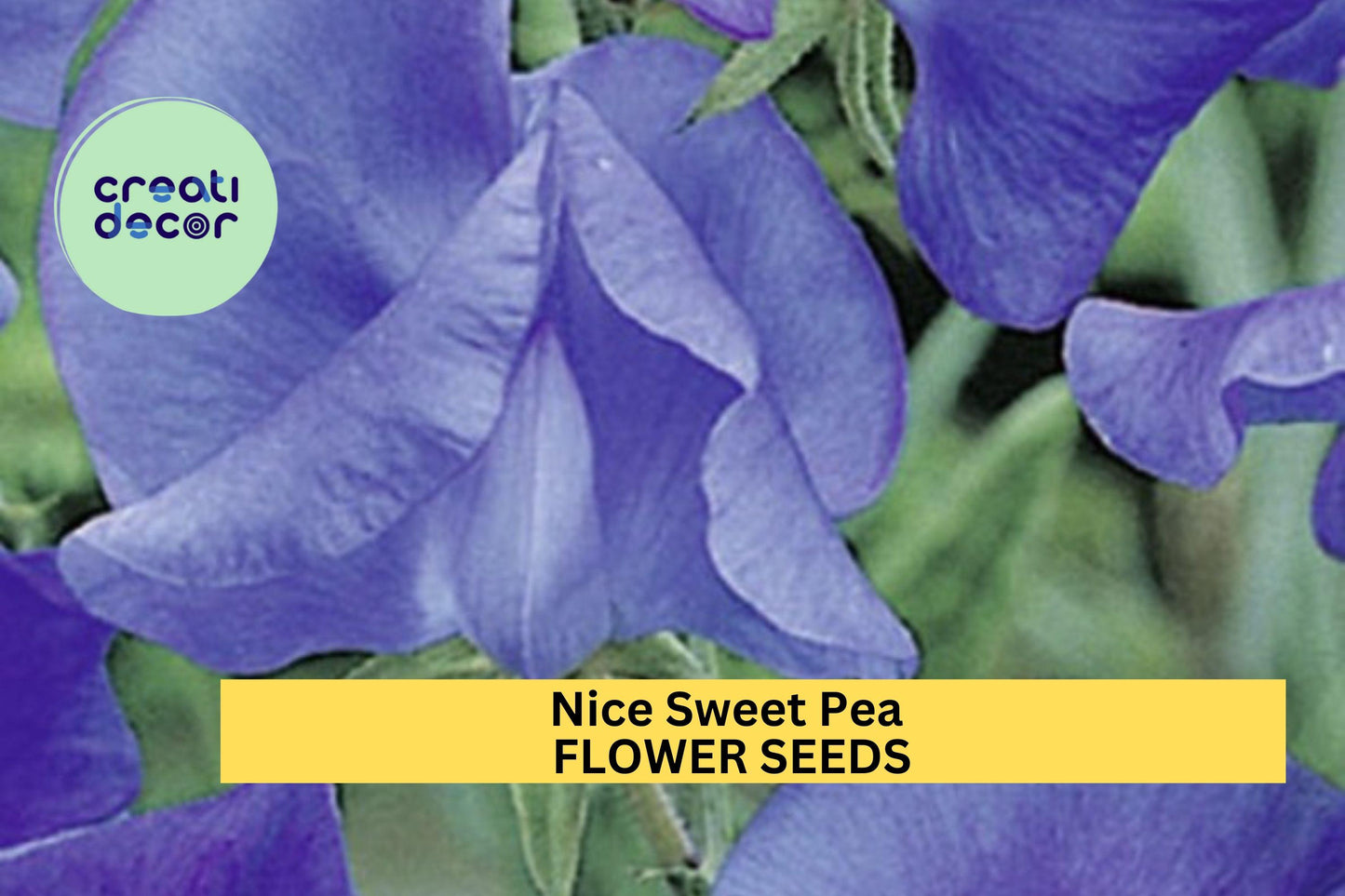 50+ Nice Sweet Pea Seeds – Fragrant Bi-Color Pink & Lavender Blooms for Garden Planting, Climbing Vines for Trellises – USA
