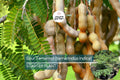 1 Sour Tamarind Tree Live Tamarindus Indica Starter Plant 1-2 ft | Tangy Tropical Fruit | Hardy, Drought-Tolerant | Easy to Grow