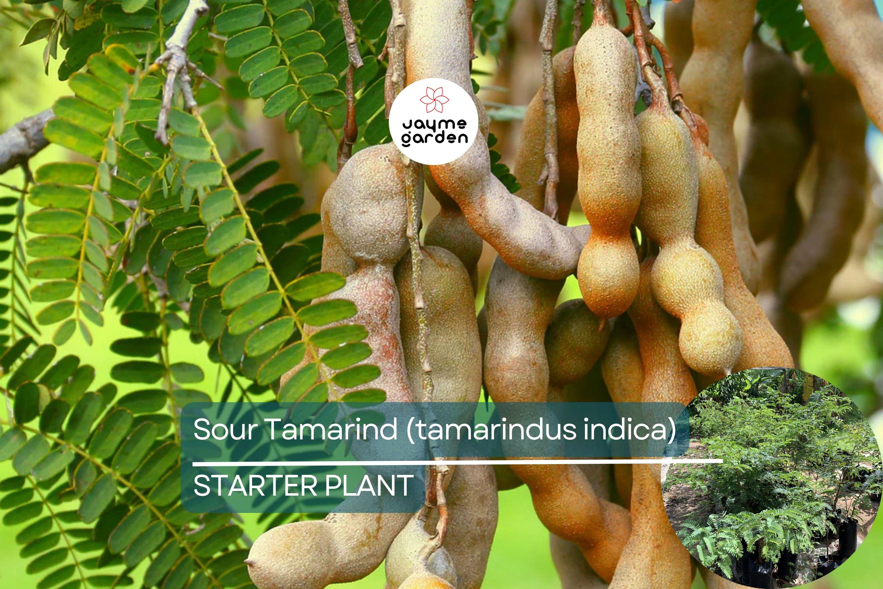 1 Sour Tamarind Tree Live Tamarindus Indica Starter Plant 1-2 ft | Tangy Tropical Fruit | Hardy, Drought-Tolerant | Easy to Grow