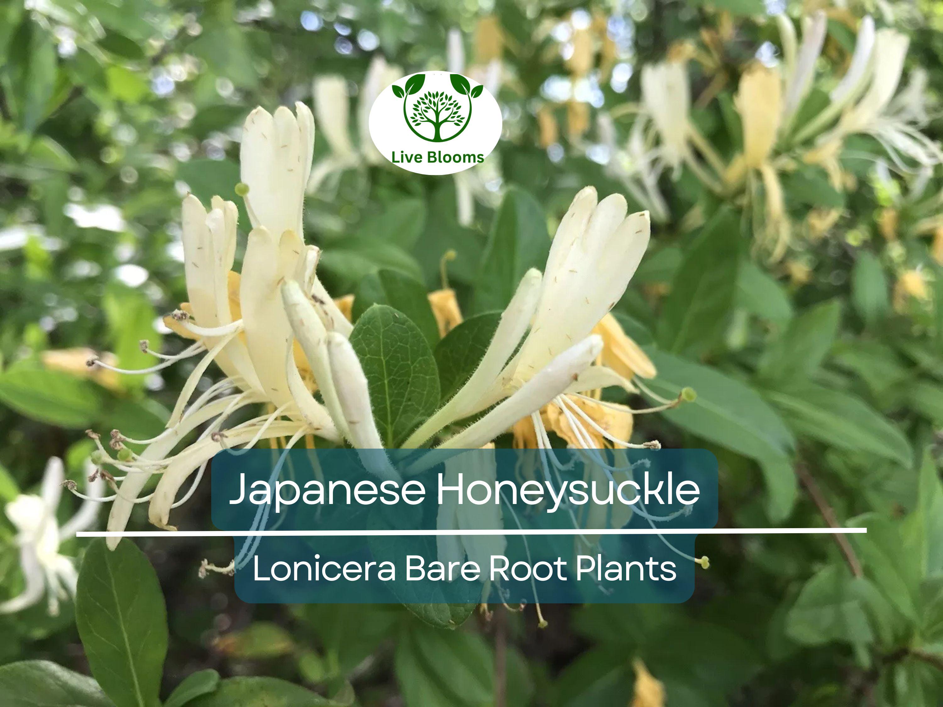 5 Japanese Honeysuckle Vines – Lonicera japonica – Live Bare Root Starter Plants – Fast-Growing & Fragrant Climber
