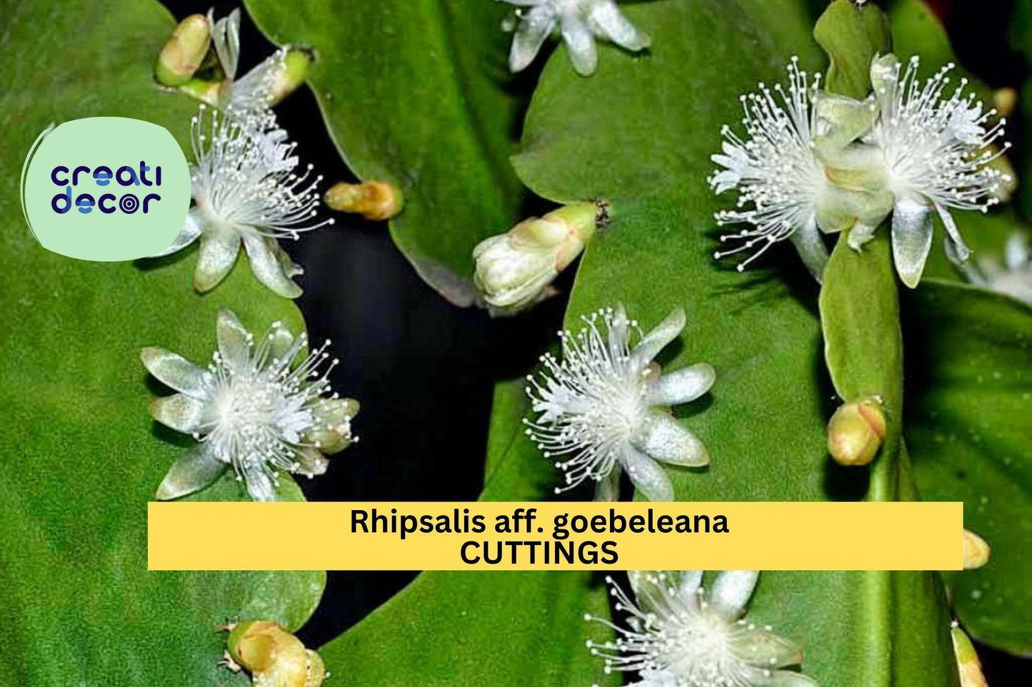 Rhipsalis aff. goebeliana Cuttings | 5× 4" Orchid Cactus Stems | Rare White Blooming Epiphyte | Jungle Cactus | HTF Variety