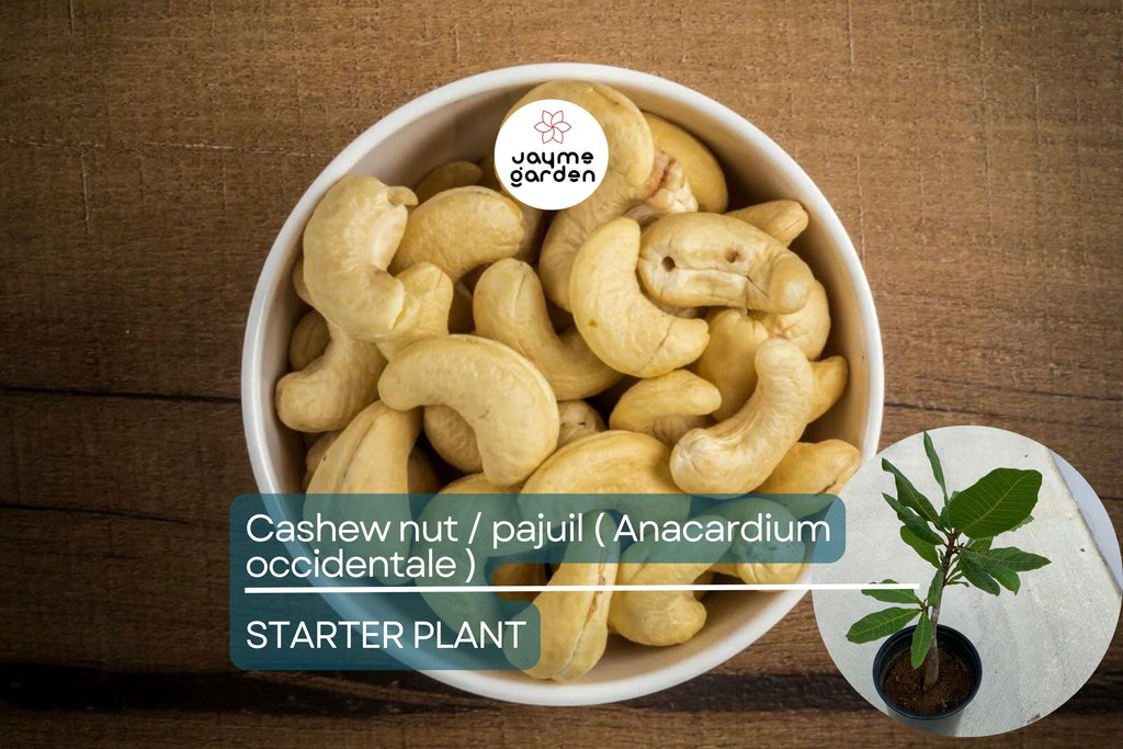 Cashew Nut Tree 12"-18" - Live Anacardium occidentale Tree | Tropical Nut & Fruit Tree for Gardens | Starter Plant