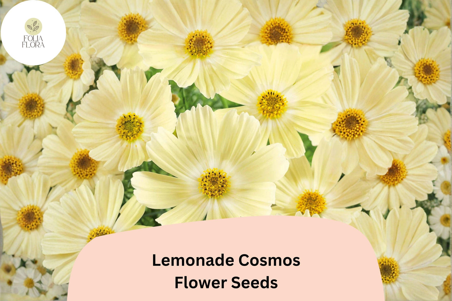 200+ Lemonade Cosmos Seeds | Cosmos Bipinnatus Soft Yellow Blooms | Garden & Pollinator Flower Seeds