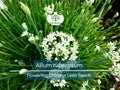 100 Seeds Flowering Chinese Leek - Allium tuberosum, Garlic Chives, Heirloom, Non-GMO, Easy to Grow, Great for Culinary & Ornamental Use