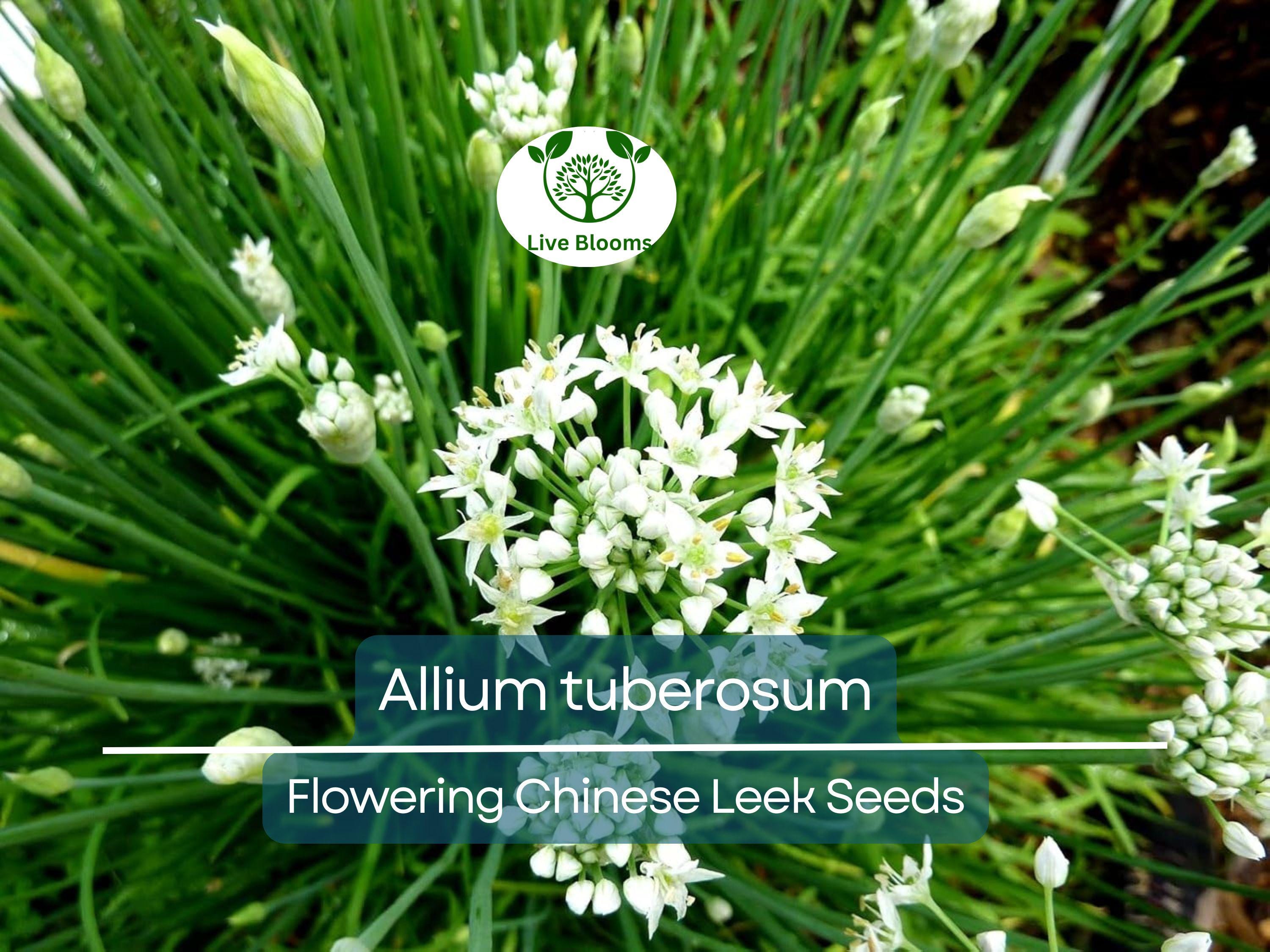 100 Seeds Flowering Chinese Leek - Allium tuberosum, Garlic Chives, Heirloom, Non-GMO, Easy to Grow, Great for Culinary & Ornamental Use