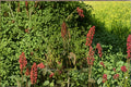 Rumex orbiculatus/Great Water Dock – 100 Seeds | Native Wetland Perennial | Large Foliage | Wildlife & Restoration Plant