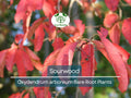 2 Sourwood Trees – Bare Root 1–2 Ft Tall – Oxydendrum Arboreum Saplings for Planting – Fall Color & Summer Blooms