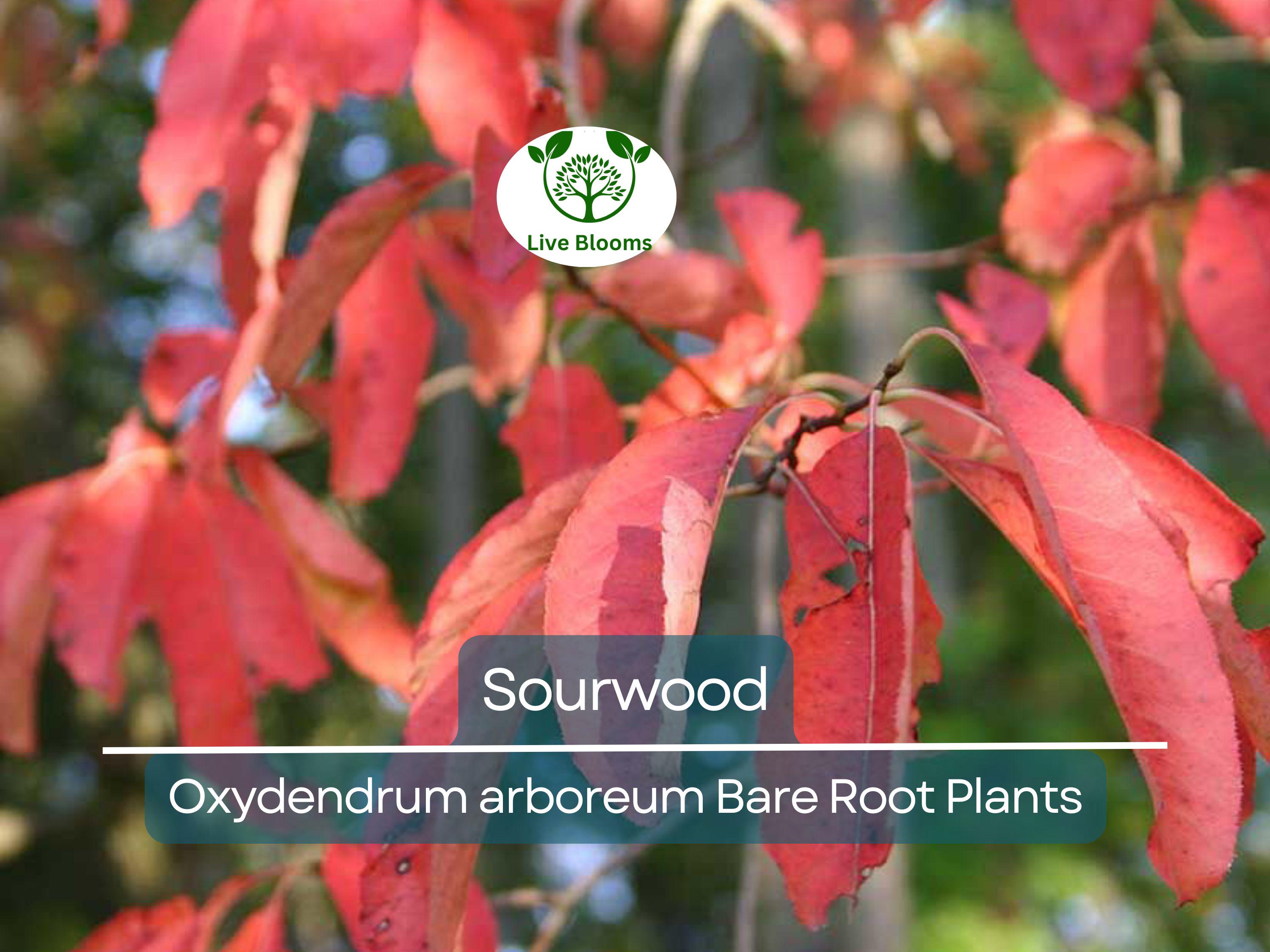 2 Sourwood Trees – Bare Root 1–2 Ft Tall – Oxydendrum Arboreum Saplings for Planting – Fall Color & Summer Blooms