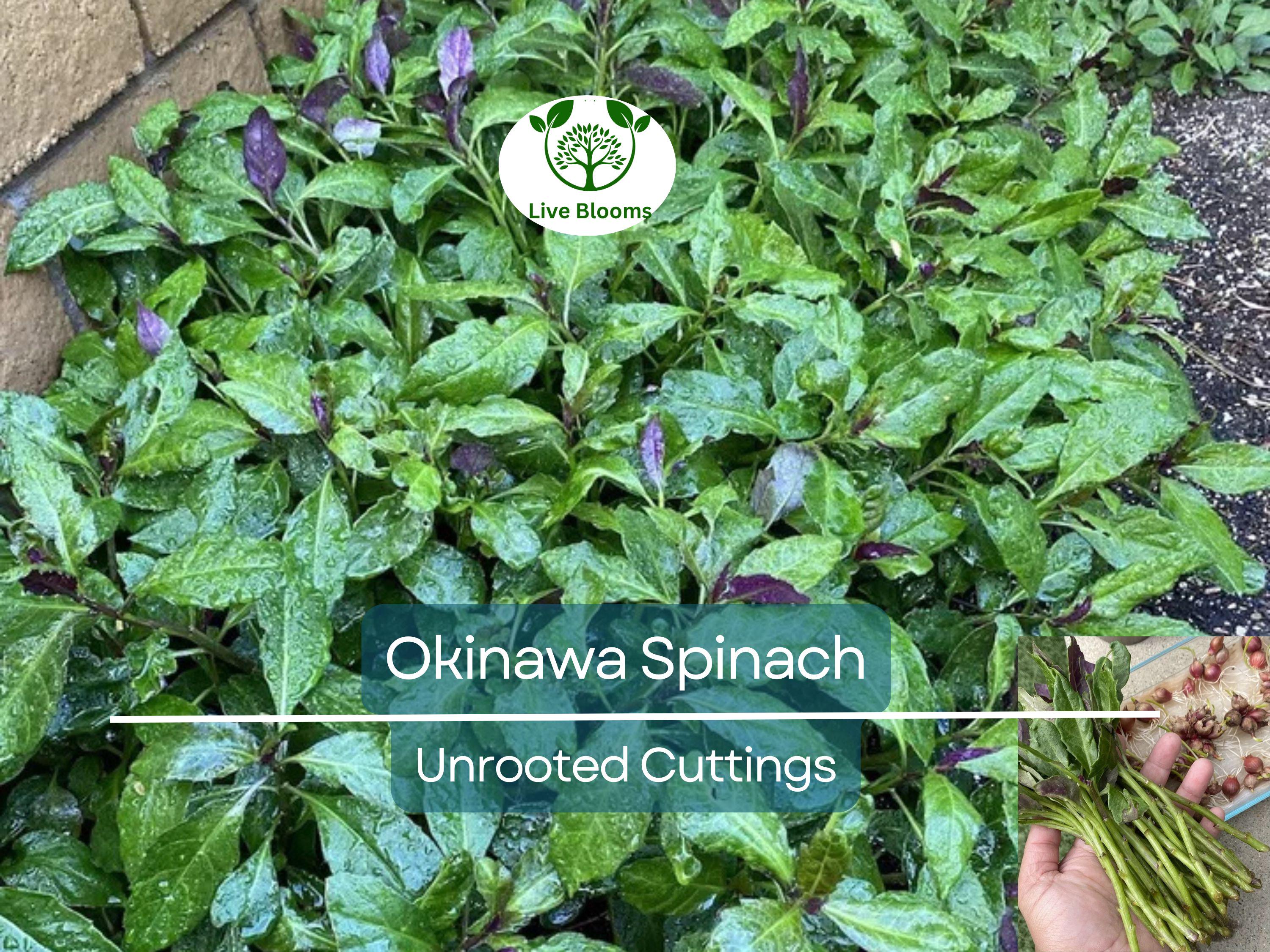 8 Unrooted Cuttings Okinawa Spinach (Gynura bicolor) 5-6" – Edible Purple Leaf Plant, Easy to Grow, Nutrient-Rich, Hardy Herb Starter