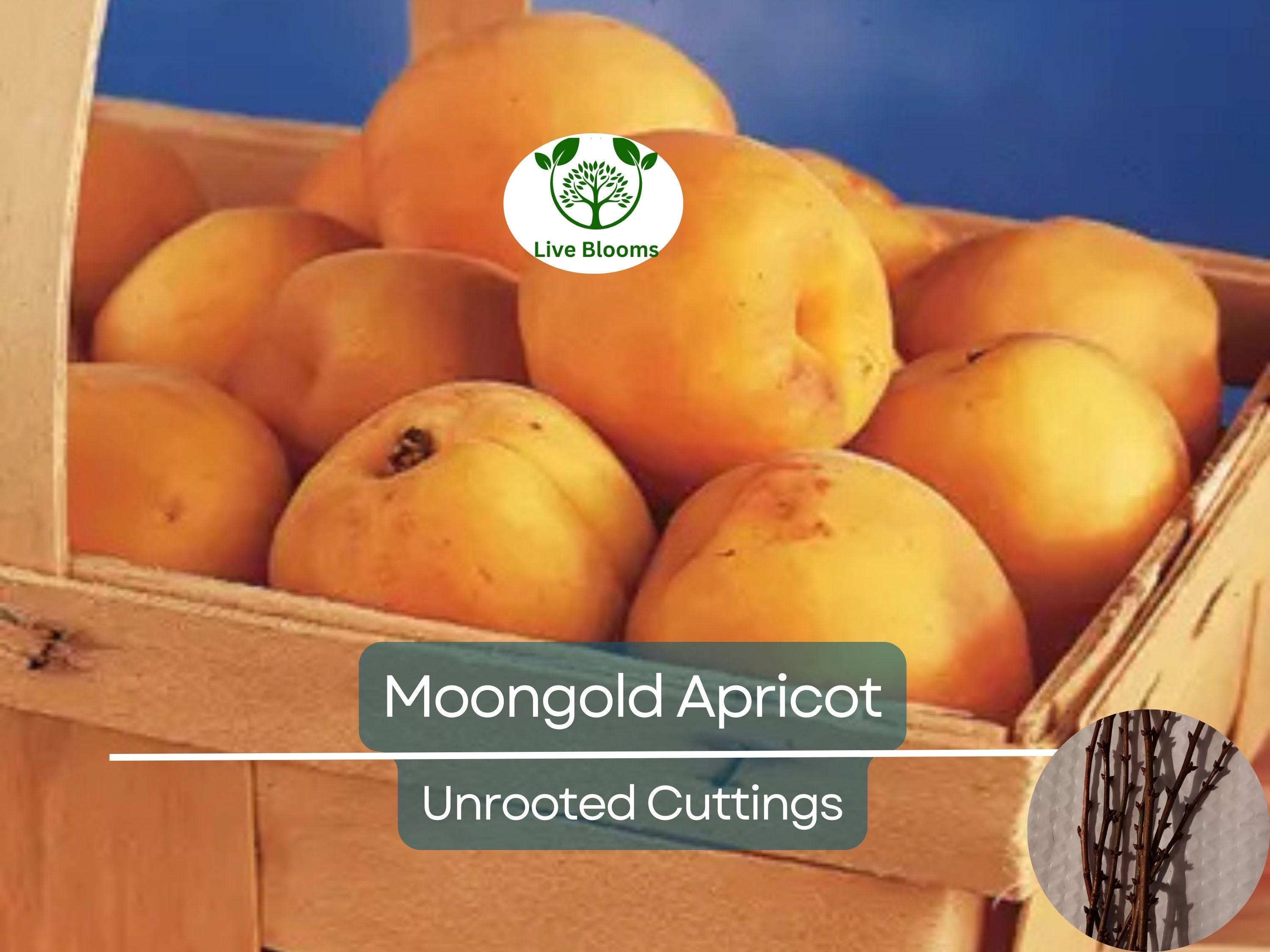 6 MOONGOLD APRICOT Scion Cuttings (Prunus armeniaca) Unrooted, Heirloom, Sweet Apricot Tree for Grafting or Rooting