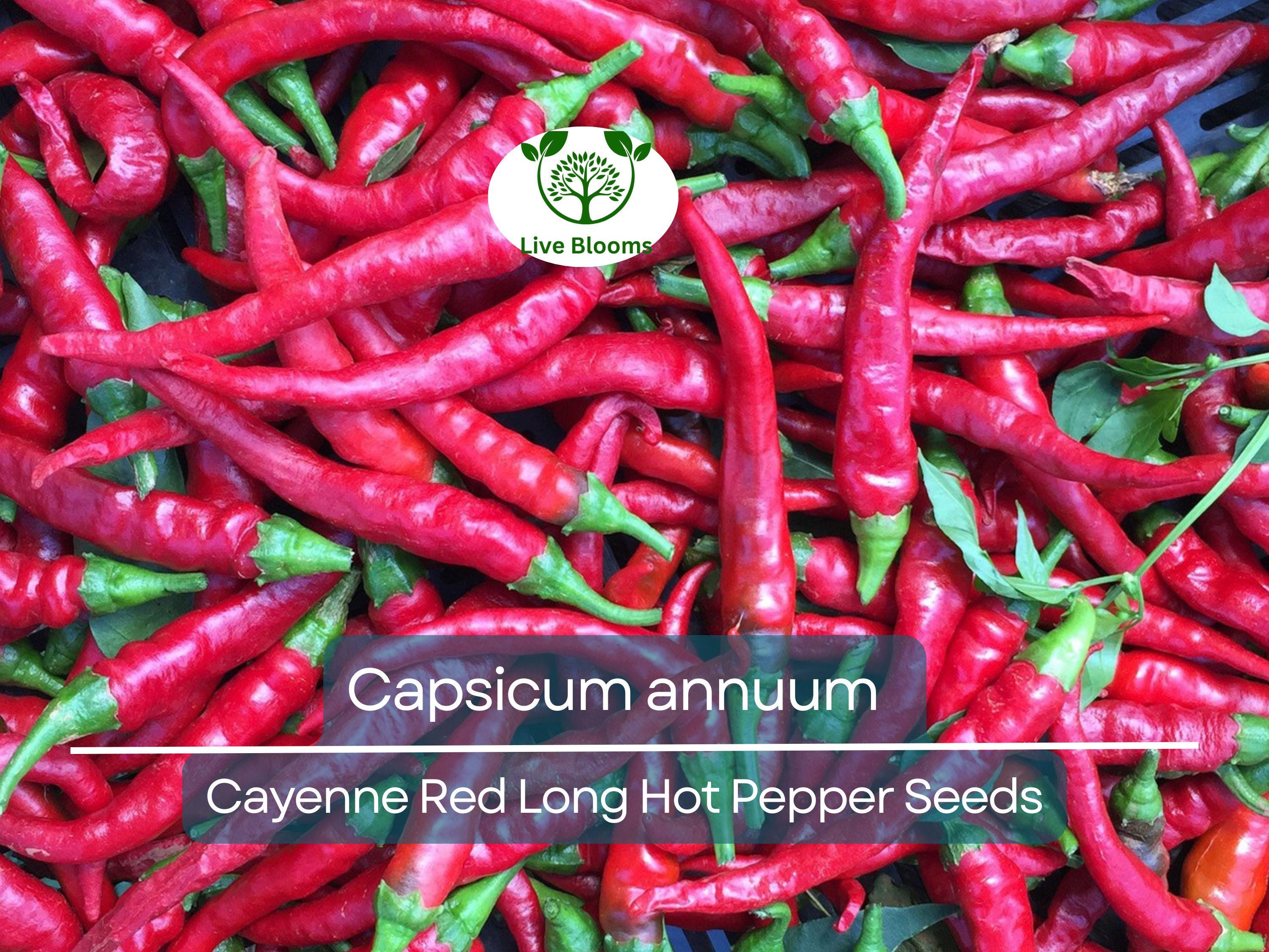 30 Seeds Hot Cayenne Red Long Pepper – Capsicum annuum | Heirloom Hot Pepper Seeds for Planting, Spicy Culinary Use & Gardening