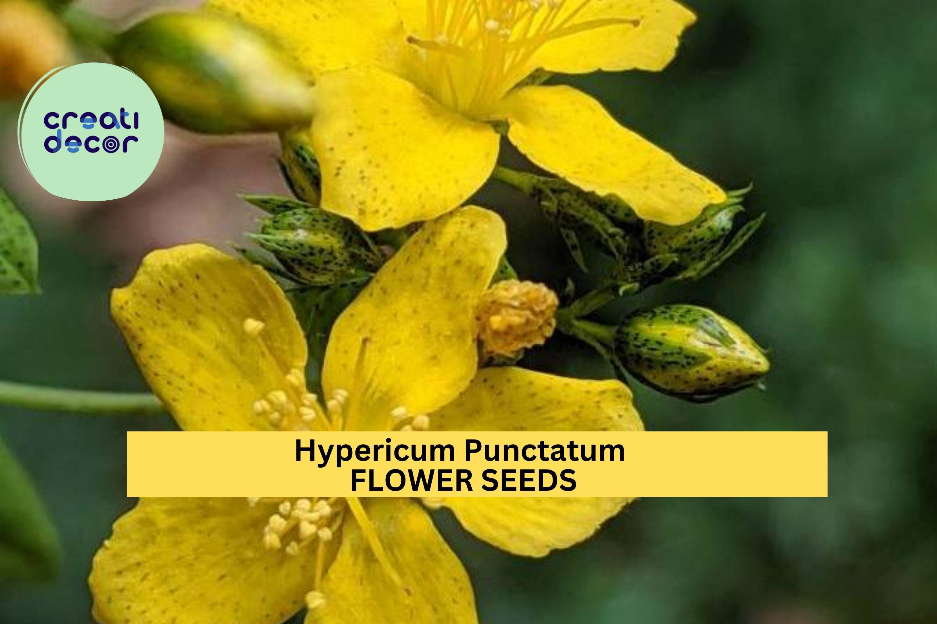 3pcs of 50mg Hypericum punctatum Seeds – Dotted St. John’s Wort for Pollinator Gardens, Meadows, or Native Landscaping Seeds for Planting