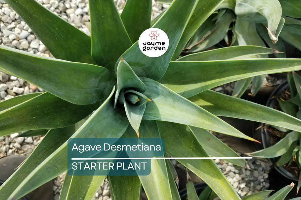 1 Pot Agave Desmetiana - Smooth Variegated Variegata Cactus Succulent - 6-8” Wide, Low-Maintenance Plant