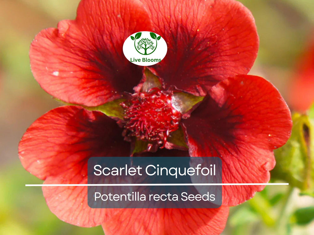 1000 Seeds SCARLET CINQUEFOIL (Potentilla recta) Perennial Red Flowers, Pollinators, Bees, Hummingbirds, Non-GMO, Ideal for Gardens