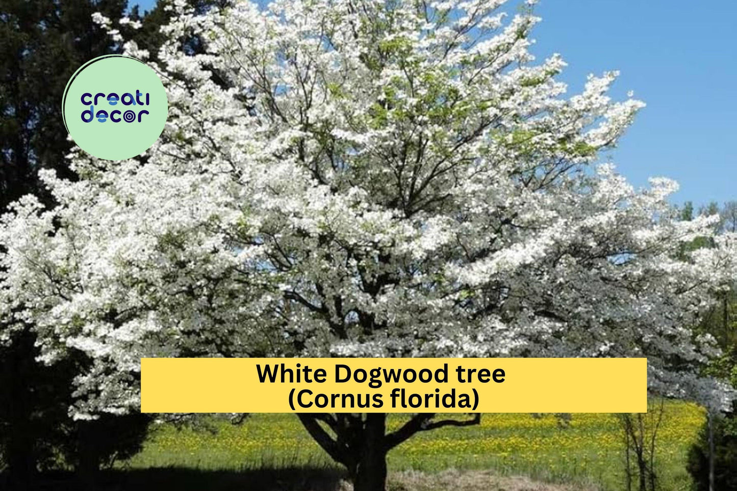 White Dogwood Tree | Cornus florida Live Bare Root Starter | 12–24 Inch Ornamental Flowering Tree for Garden or Landscape