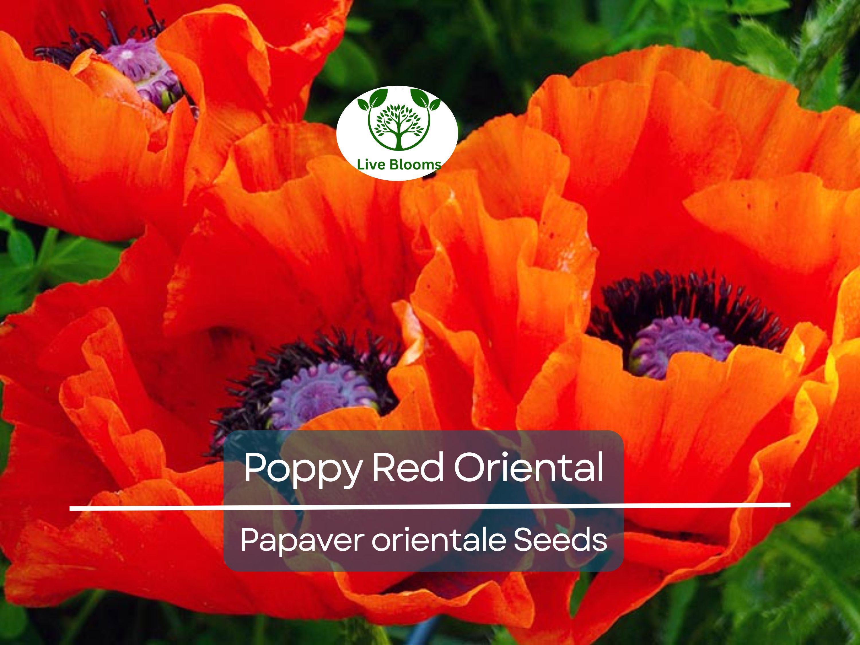 1000 Seeds Poppy Red Oriental Perennial - Scarlet Large Flowers, Non-GMO, Stunning Blooms, Ideal for Gardens Landscapes (Papaver orientale)