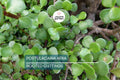 Portulacaria afra Green Elephant Bush - Rare Mini Jade Tree Bonsai - 4" Bare Root Plant - Easy to Care For