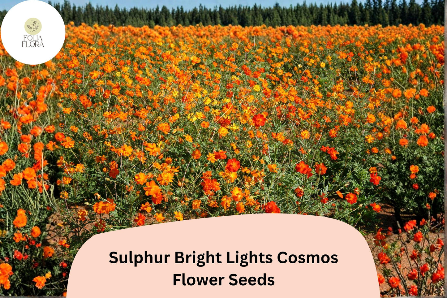 200+ Sulphur Bright Lights Cosmos Seeds | Cosmos sulphureus Orange Yellow Mix | Hardy Annual Flower Seeds